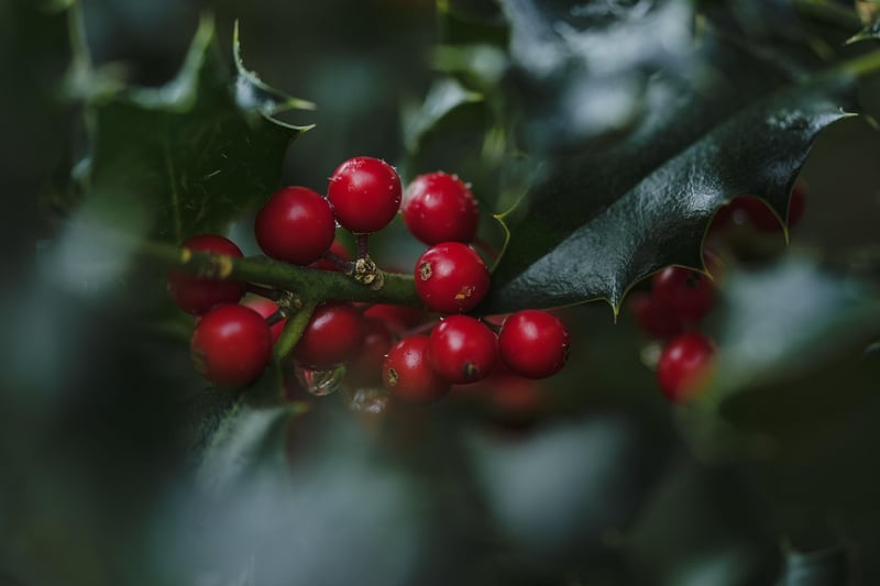 Mixed Berries